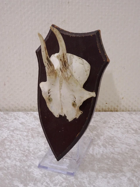 uz6xeT - Corzo Cornamenta Cornamentas En Placa de Madera - Vintage - Caza Trofeo 2