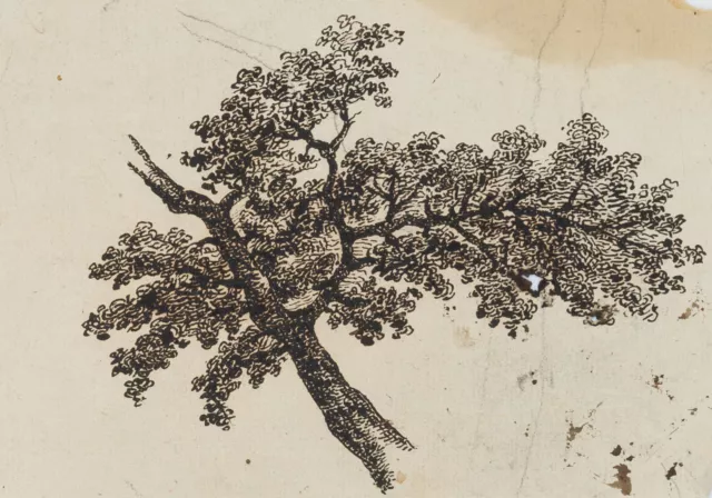 C. GRAIMBERG (*1774), Aststudie, um 1800, Tusche Romantik Botanisch 1800-1849