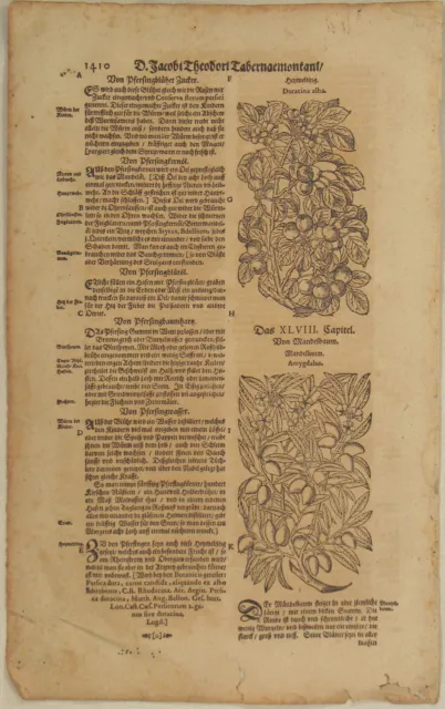 PFIRSICHE Mandelbaum POMOLOGIE Orig RIESEN Textblatt 2 Holzstiche 1590 Gärtner