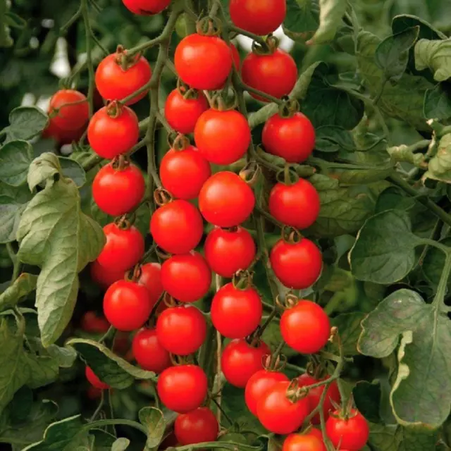 Tomato Cherry Cerise Fresh Vegetable Seeds