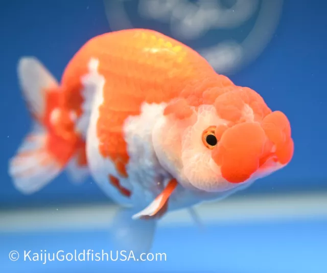Live Fancy Goldfish Red White Buffalo Ranchu 4.5 - 5 inches (1208_RC06)