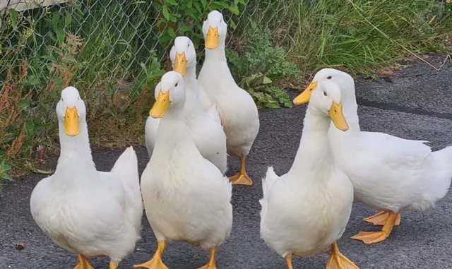 Aylesbury Duck Hatching Eggs X 6