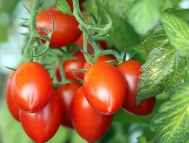 25 graines de Tomate Roma Méthode BIO seeds plante légumes ancien jardin potager