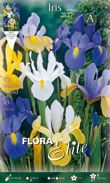 Bulbi Autunnali Iris Hollandica Mixed Color Confezione 10 Bulbi Bulbs Bulbes