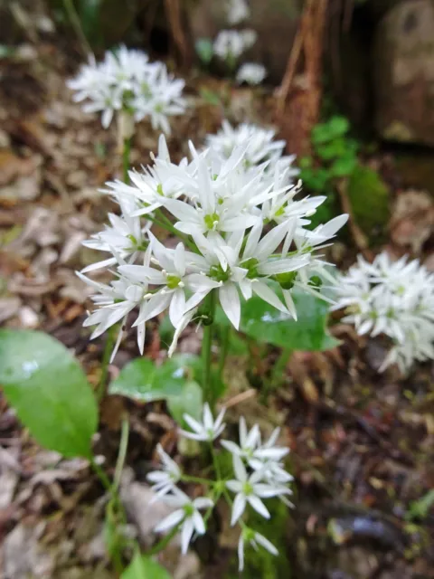 Allium ursinum BÄRLAUCH über 50 Samen