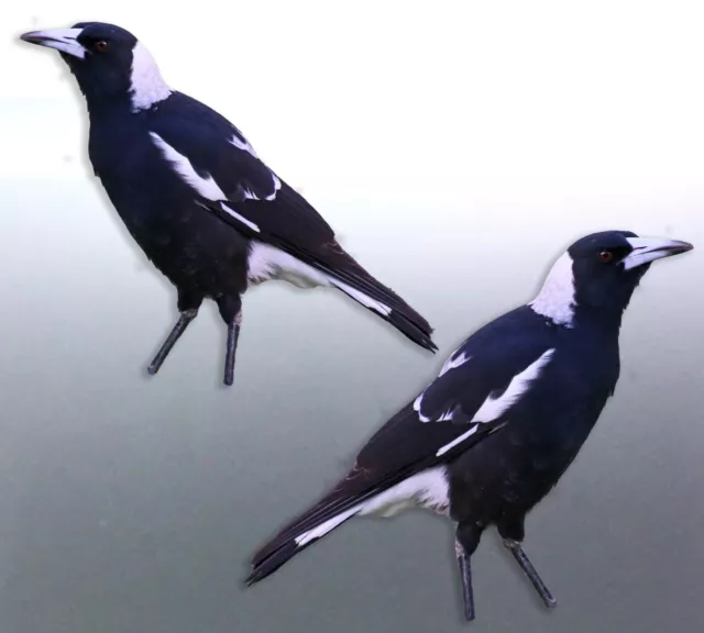 Mirrored pair of native Magpie decal Sticker Vinyl cut Australian made swooping