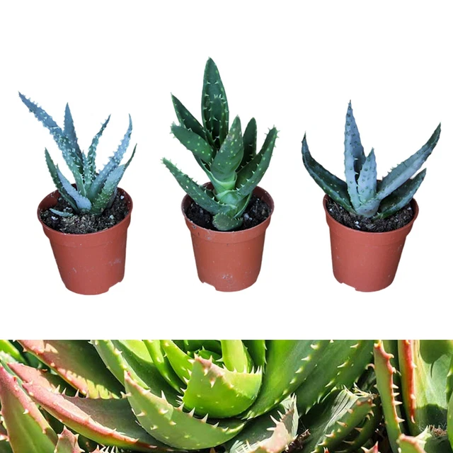 ALOE VERA PLANT Mix - 3 Plants in 5.5cm Pots - Home & Office Live Indoor  Plants 12.49 - PicClick UK