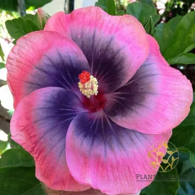 Mixed Hibiscus Rose Mallow Sharon Large Beautiful Flowering Plants 20 Seeds 3