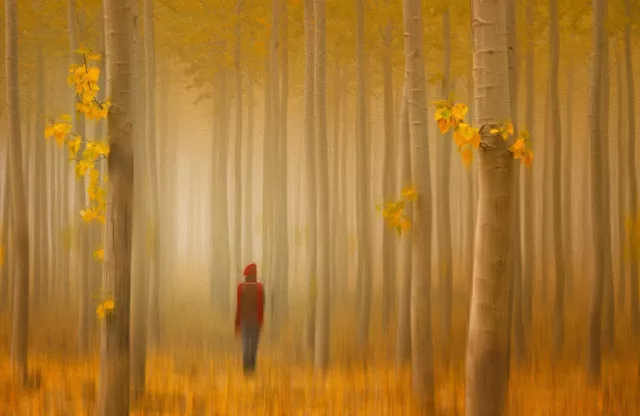 Foto Mural de Pared-PASEO POR EL BOSQUE - (7756) - NO TEJIDO - Papel pintado - Árboles Naturaleza XXL