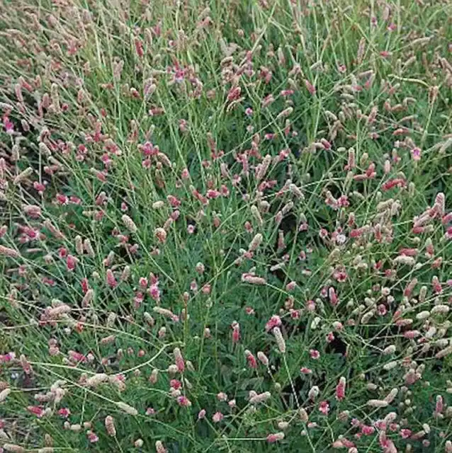 Wiesenknopf Pink Tanna - Sanguisorba officinalis