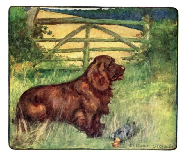 1906 Antique SUSSEX SPANIEL Print Vernon Stokes Dog Art Illustration 4117b 1906 Antique SUSSEX SPANIEL Print Vernon Stokes Dog Art Illustration 4117b