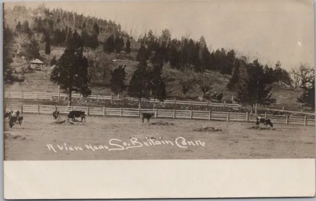 1908 Connecticut RPPC Real Photo Postcard Cows Pasture "A View Near So. Britain"