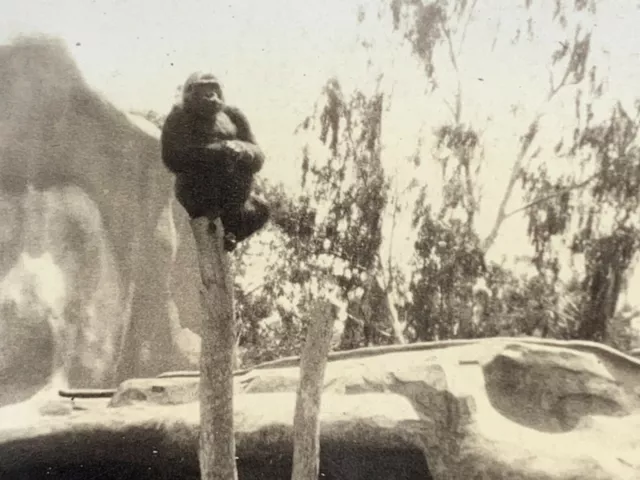 AhE) Found Photo Photograph San Diego Zoo 1969 Monkey Ape Gorilla In Tree