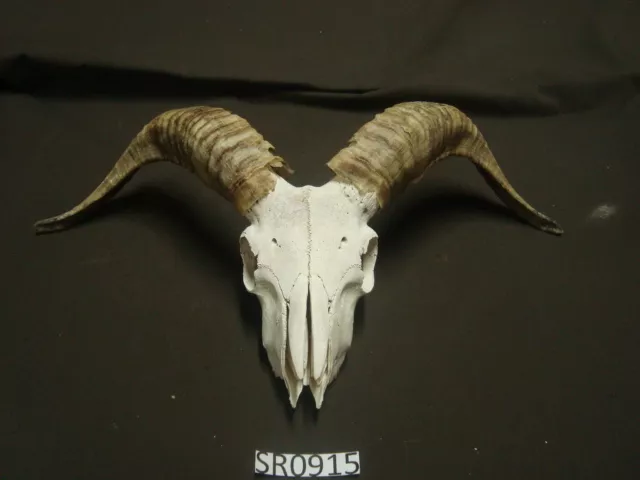 Ram Sheep skull wildlife rustic decor hill country outdoors SR0915