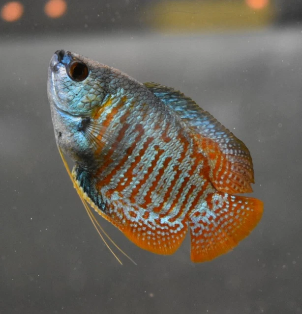 Live Neon Dwarf Gourami (Pack of 2 Freshwater Aquarium Fish) PLS READ DESCR 6
