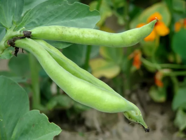 Vegetable - Broad Bean - Masterpiece Green Longpod - 50 Seeds