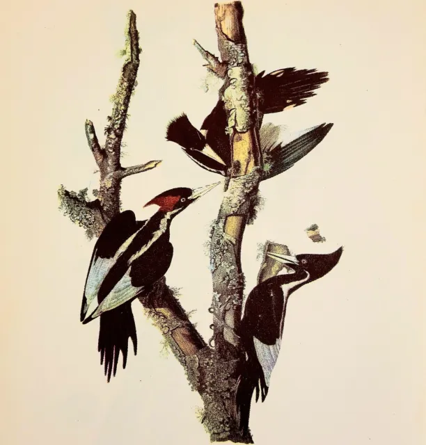 Ivory Billed Woodpecker 1950 Lithograph Print Audubon Bird 1st Edition DWU14F