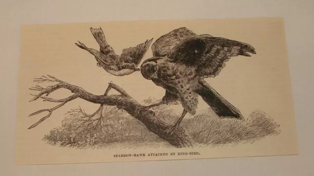1886 magazine engraving ~ SPARROW HAWK ATTACKED BY KING BIRD