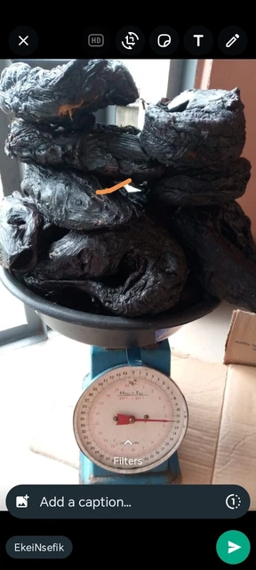 Oron Calabar Nigeria Autentico Pesce Gatto Affumicato Extra Large 1 Per £20