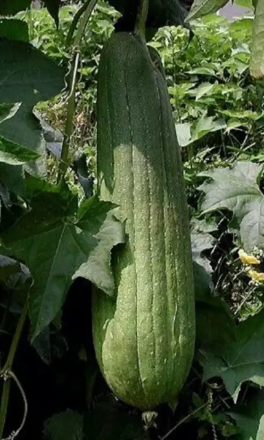 15 graines de Loofah / Luffa Cylindrica Eponge Courgette Seeds BIO Top Qualité