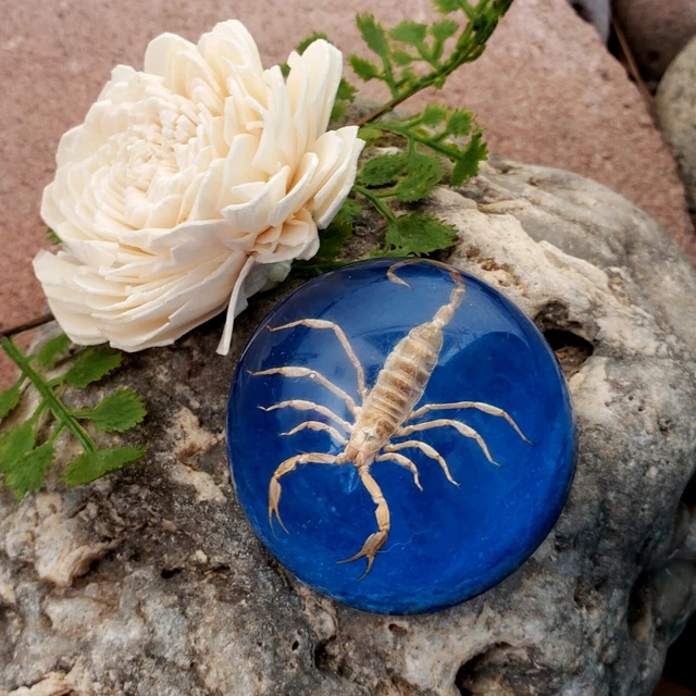 Scorpion Paperweight 2" Taxidermy Goth Halloween Black Cmas BLUE GLITTER Creepy