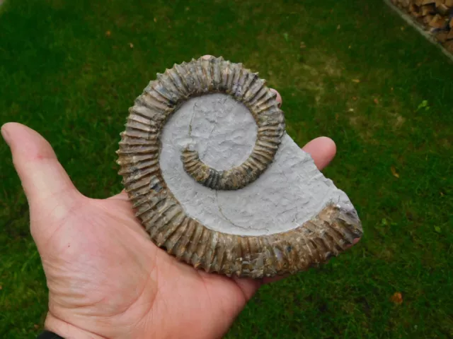 Heteromorpher Ammonit (Aegocrioceras) aus Reese in Niedersachsen