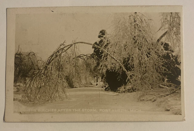 Vintage RPPC Postcard c1915 ~ Birches after the storm ~ Port Austin, Michigan MI
