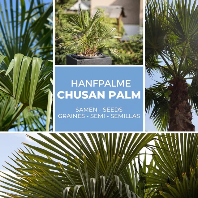 Palma Canapa Fortunei di Trachycarpus - Hanf Seme 10 Pezzo / Pacco - Palmensamen