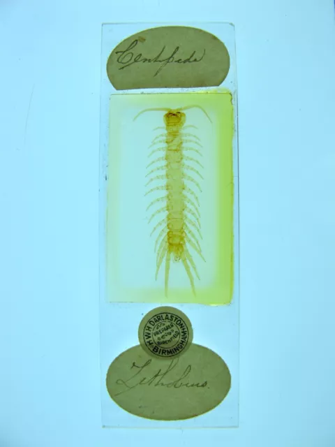 Antique microscope slide by Darlaston. Entire "Centipede".