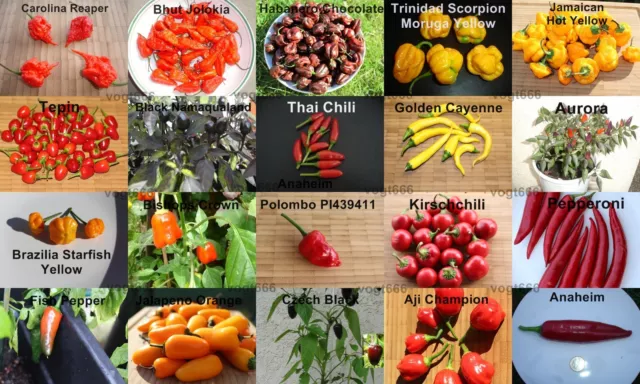 20 Sorten Chili Samen Carolina Reaper, Bhut Jolokia, Habanero, Moruga. je 10 st