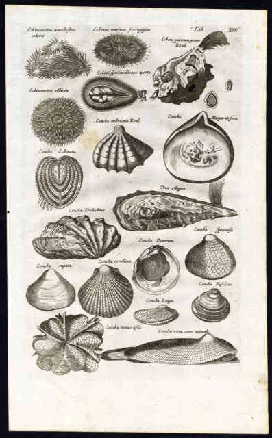 Antique Print-SEA SHELLS-CONCHA-ECHINOMETRA-Jonston-Merian-1657