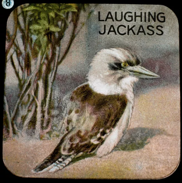 ANTIQUE COLOUR Magic Lantern Slide LAUGHING JACKASS C1900 ZOO ILLUSTRATION BIRD