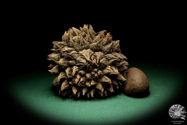 Phytelephas macrocarpa Sudamérica palma reciente frutos secos fruta seca decoración