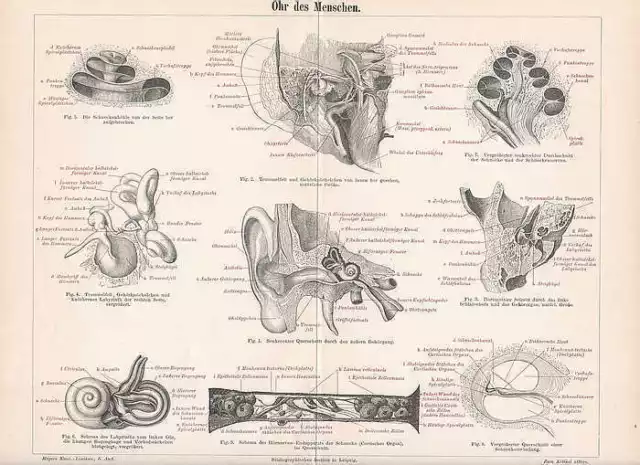 OHR Ohrenheilkunde Mittelohr Innenohr HOLZSTICH von 1897 Trommelfell Schnecke