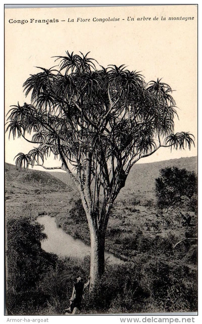 CONGO - la flore congolaise - arbre de la montagne