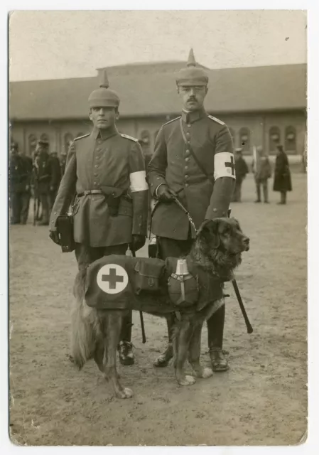 LEONBERGER MILITARY MEDICAL RED CROSS TEAM REAL PHOTO DOG POSTCARD circa 1910