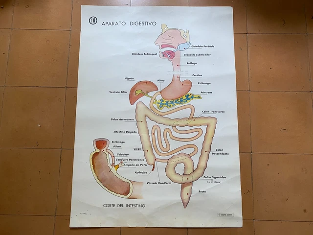 Affiche Anatomique Vintage Espagnole – Aparato Digestivo – 90x65 Cm – Bon état