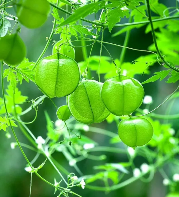 Cardiospermum halicacabum seeds - Love-in-a-puff - Balloon Vine - 10 seeds 3