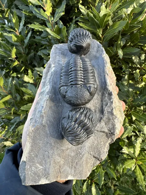 Beautiful Large Enrolled Phacops Trilobite - Mrakib, Morocco