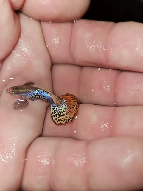 Guppys Live Fancy Dumbo One Male High Quality USA.