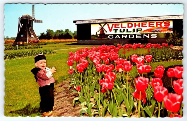 Postcard MI  Boy in Dutch Attire Veldheer's Tulip Gardens  Holland, Michigan