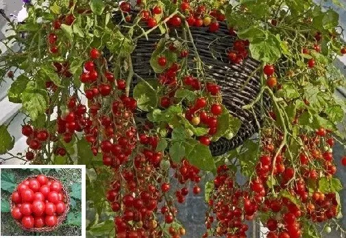 Jetzt pflanzen ! Honigtomate für den Mittelmeer Garten Deko Samen