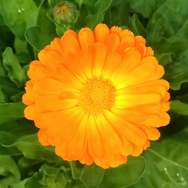 Calendula Pacific Beauty Persimmon 1000 seeds +4" FREE REUSABLE PLANT LABEL