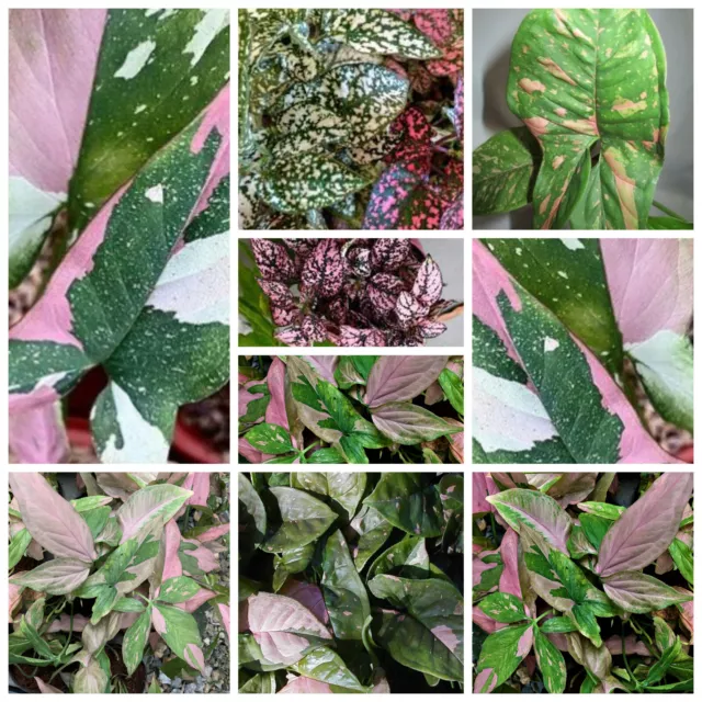 Syngonium Seeds Rare Pink White Green Variegated Spotted Leaf Plant Mixed Seed