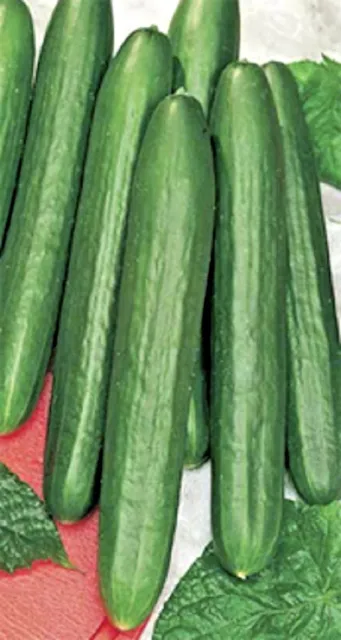 Seeds vegetables cucumis Cucumber Zozulya F1 glasshouse Ukraine