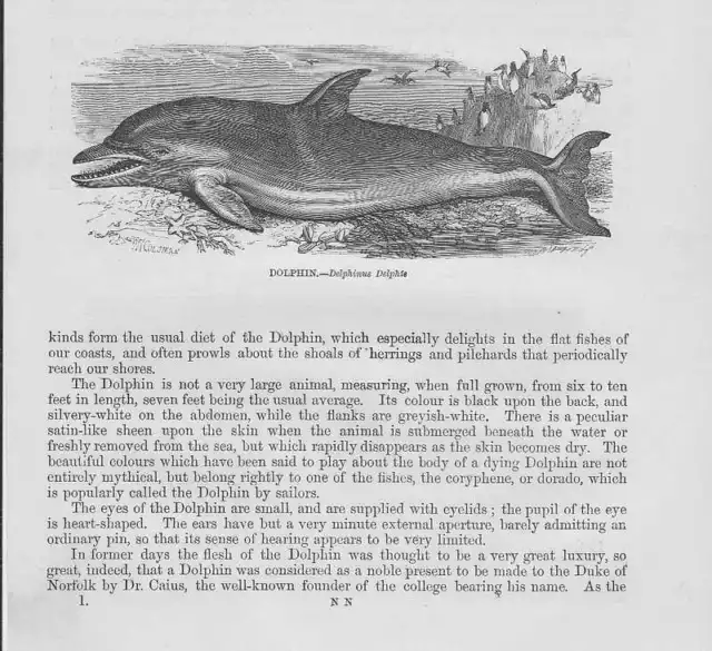 Delfin Delphinus delphis Tümmler HOLZSTICHE von 1863 wood engraving Gravure