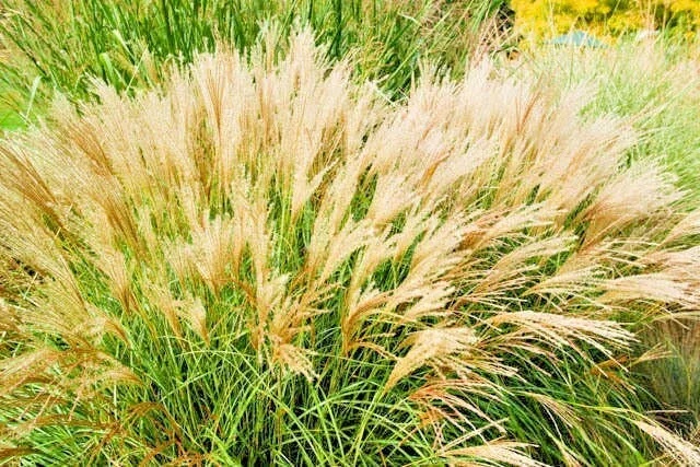 50 LITTLE KITTEN DWARF SILVER GRASS SEEDS - Miscanthus sinensis 'Little Kitten'