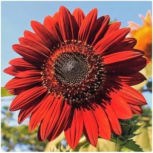 Giant Red Sunflower seeds, Helianthus Annuus Flower Seeds, Red Sun Garden Flower