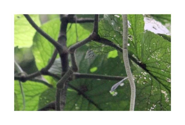 10 Graines De Santalum Album (Bois De Santal) - Arbre à Parfum - Pour Jardin Ou Pot - IPSA Seeds & Plants - 10