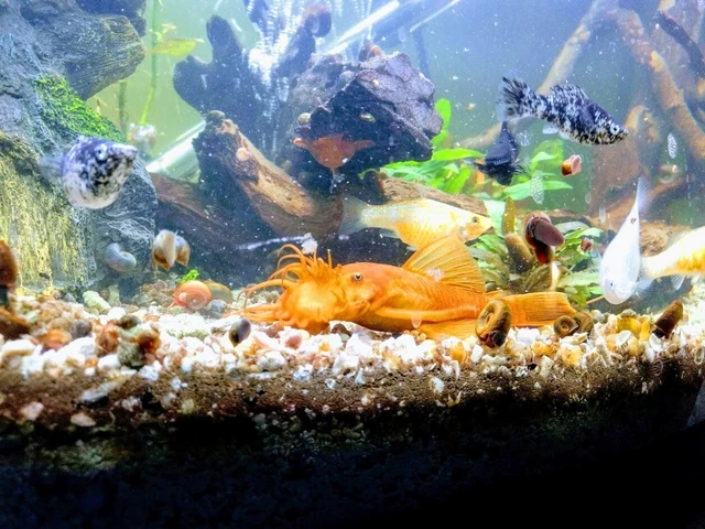 Super Red Bristlenosed Pleco- group of 6- 2 inch- Free Shipping- Priority USPS